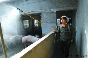 國務(wù)院派員督察瘦肉精 河南沁陽清查被指走過場(chǎng)