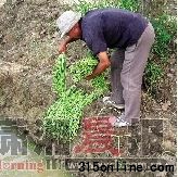 合肥市包河區(qū)一蔬菜種植地前,菜農(nóng)王明城在河邊洗豆角。圖/新華社 合肥市包河區(qū)一蔬菜種植地前,菜農(nóng)王明城在河邊洗豆角。圖/新華社