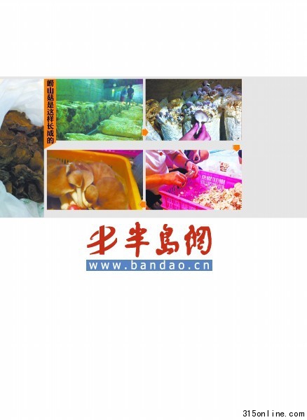 市場(chǎng)售嶗山菇多數(shù)造假個(gè)別商販用硫黃和漂白粉