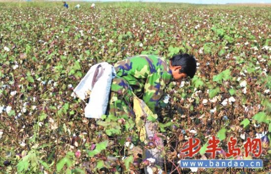 濰坊市濱海區(qū)報(bào)莊子村的徐俊營在地里采摘棉花。