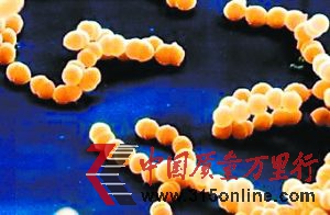 金黃色葡萄球菌是人類的一種重要病原菌,屬于葡萄球菌屬,可引起多種嚴重感染,有“嗜肉菌”的別稱。該菌是人類化膿感染中最常見病原菌,可引起局部化膿感染,也可引起肺炎等疾病,甚至敗血癥、膿毒癥等全身感染。(